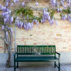 CINAS ORIGINAL BRIGHTON BNK 3 PERS MAHOGNY/GRN - 150