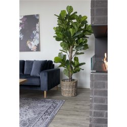 House Nordic Fiddle Violinfigen - kunstig plante 190