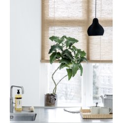 COLOR &amp; CO PLANTE RULLEGARDIN - 130